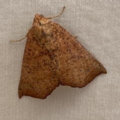 Fisera (genus) (Unidentified Fisera moths) at Jerrabomberra, NSW - 15 Mar 2022 by Steve_Bok