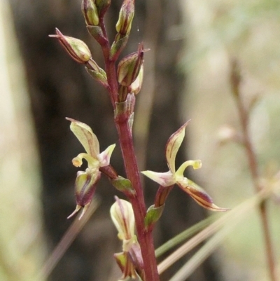 Acianthus exsertus (Large Mosquito Orchid) at Yass River, NSW - 15 Mar 2022 by SenexRugosus