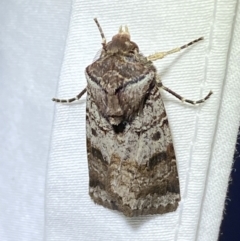 Agrotis porphyricollis (Variable Cutworm) at Jerrabomberra, NSW - 15 Mar 2022 by SteveBorkowskis