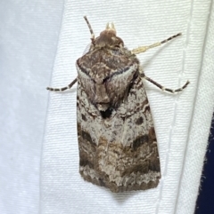 Agrotis porphyricollis (Variable Cutworm) at Jerrabomberra, NSW - 14 Mar 2022 by Steve_Bok