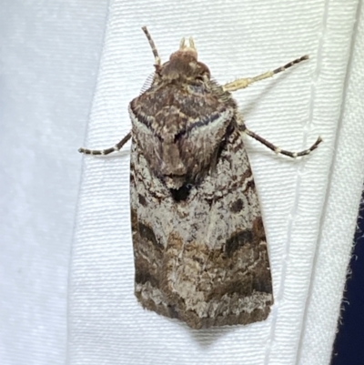 Agrotis porphyricollis (Variable Cutworm) at Jerrabomberra, NSW - 15 Mar 2022 by SteveBorkowskis