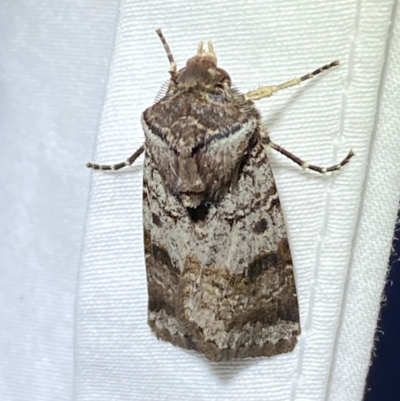 Agrotis porphyricollis (Variable Cutworm) at Jerrabomberra, NSW - 14 Mar 2022 by Steve_Bok