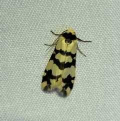 Thallarcha trissomochla (Yellow Crossed Footman) at Jerrabomberra, NSW - 14 Mar 2022 by Steve_Bok