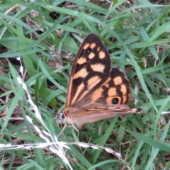 Heteronympha paradelpha at Flynn, ACT - 15 Mar 2022