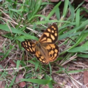 Heteronympha paradelpha at Flynn, ACT - 15 Mar 2022