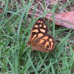 Heteronympha paradelpha at Flynn, ACT - 15 Mar 2022