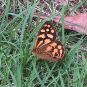 Heteronympha paradelpha at Flynn, ACT - 15 Mar 2022