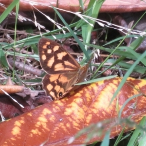 Heteronympha paradelpha at Flynn, ACT - 15 Mar 2022