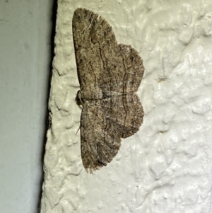 Ectropis excursaria at Jerrabomberra, NSW - suppressed