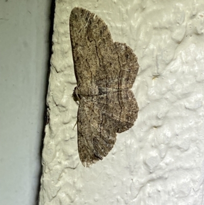 Ectropis excursaria (Common Bark Moth) at Jerrabomberra, NSW - 14 Mar 2022 by Steve_Bok