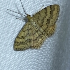 Scopula rubraria (Reddish Wave, Plantain Moth) at Jerrabomberra, NSW - 14 Mar 2022 by Steve_Bok