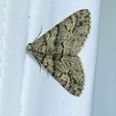 Lipogya eutheta (Grey Bark Moth) at Jerrabomberra, NSW - 15 Mar 2022 by SteveBorkowskis