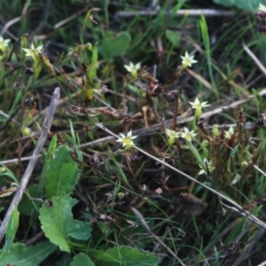 Sisyrinchium rosulatum at Gundaroo, NSW - 14 Mar 2022 03:09 PM