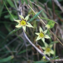 Sisyrinchium rosulatum at Gundaroo, NSW - 14 Mar 2022 03:09 PM