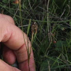 Sisyrinchium rosulatum at Gundaroo, NSW - 14 Mar 2022 03:09 PM