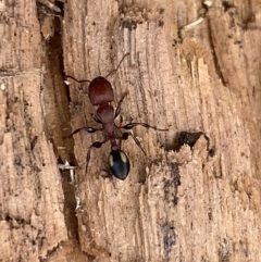 Podomyrma adelaidae (Muscleman tree ant) at Fyshwick, ACT - 15 Mar 2022 by SteveBorkowskis