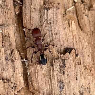 Podomyrma adelaidae (Muscleman tree ant) at Fyshwick, ACT - 15 Mar 2022 by SteveBorkowskis
