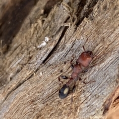 Podomyrma adelaidae at Fyshwick, ACT - 15 Mar 2022