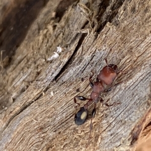 Podomyrma adelaidae at Fyshwick, ACT - suppressed