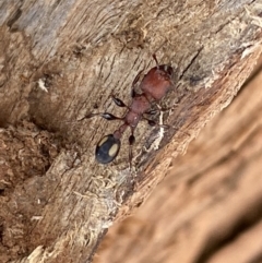 Podomyrma adelaidae at Fyshwick, ACT - suppressed