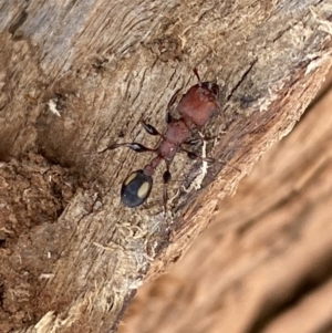 Podomyrma adelaidae at Fyshwick, ACT - 15 Mar 2022