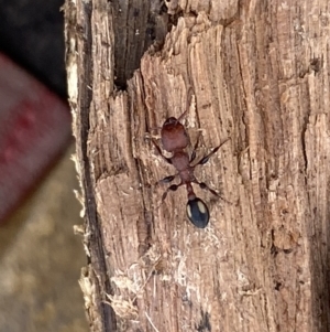 Podomyrma adelaidae at Fyshwick, ACT - suppressed