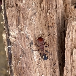 Podomyrma adelaidae at Fyshwick, ACT - suppressed