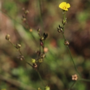 Linum trigynum at Gundaroo, NSW - 14 Mar 2022