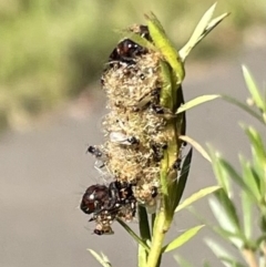 Unidentified Parasitic wasp (numerous families) at Tidbinbilla Nature Reserve - 13 Mar 2022 by WindyHen