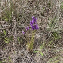 Linaria pelisseriana (Pelisser's Toadflax) at Paddys River, ACT - 22 Oct 2021 by WindyHen