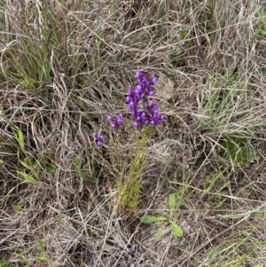 Linaria pelisseriana at Paddys River, ACT - 23 Oct 2021 10:08 AM