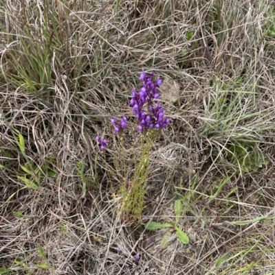 Linaria pelisseriana (Pelisser's Toadflax) at Paddys River, ACT - 23 Oct 2021 by WindyHen