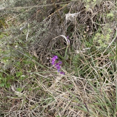 Swainsona monticola (Notched Swainson-Pea) at Paddys River, ACT - 23 Oct 2021 by WindyHen
