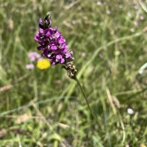 Cullen microcephalum at Rendezvous Creek, ACT - 22 Jan 2022