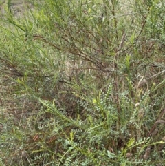 Indigofera adesmiifolia (Tick Indigo) at Chapman, ACT - 1 Feb 2022 by WindyHen