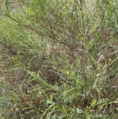 Indigofera adesmiifolia (Tick Indigo) at Chapman, ACT - 2 Feb 2022 by WindyHen