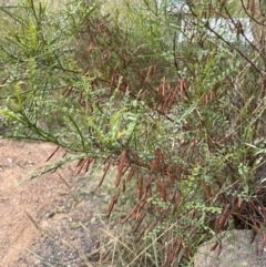 Indigofera adesmiifolia at Chapman, ACT - 2 Feb 2022 10:45 AM