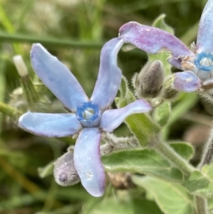 Oxypetalum coeruleum at Chapman, ACT - 2 Feb 2022