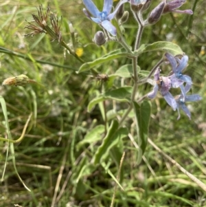 Oxypetalum coeruleum at Chapman, ACT - 2 Feb 2022