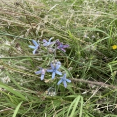 Oxypetalum coeruleum at Chapman, ACT - 2 Feb 2022