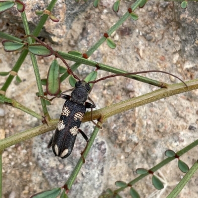 Phoracantha flavopicta (A longhorn beetle) at Torrens, ACT - 31 Jan 2022 by WindyHen