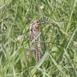 Coturnix pectoralis at McKellar, ACT - 15 Mar 2022 04:40 PM