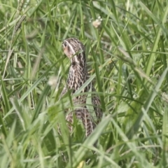 Coturnix pectoralis at McKellar, ACT - 15 Mar 2022 04:40 PM