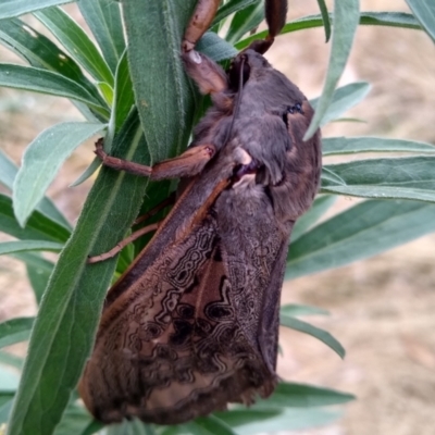 Abantiades atripalpis (Bardee grub/moth, Rain Moth) at Gundaroo, NSW - 22 Feb 2022 by MaartjeSevenster