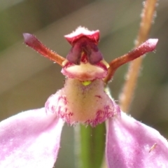 Eriochilus cucullatus (Parson's Bands) at Cook, ACT - 13 Mar 2022 by drakes