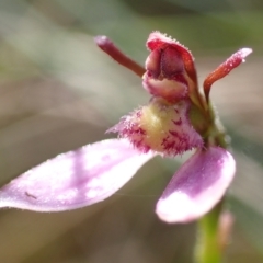 Eriochilus cucullatus at Cook, ACT - 14 Mar 2022