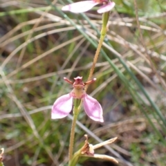 Eriochilus cucullatus at Cook, ACT - 14 Mar 2022