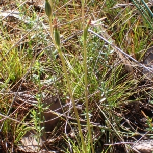 Eriochilus cucullatus at Cook, ACT - 14 Mar 2022