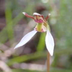 Eriochilus cucullatus at Cook, ACT - 14 Mar 2022