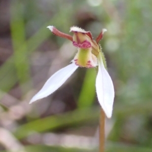 Eriochilus cucullatus at Cook, ACT - 14 Mar 2022